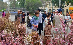 Lễ hội hoa anh đào 2017: Liệu người dân có phải ngắm hoa giả?