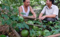 Báo chí như "cơm ăn nước uống" của cán bộ khuyến nông