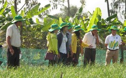 Phân bón Phú Mỹ cho cây tỏi đạt năng suất 12,5 tấn/ha