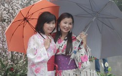 Phụ nữ Việt hoá thân thành phụ nữ Nhật trong lễ hội hoa anh đào