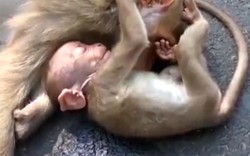 "Rớt nước mắt" nhìn cảnh khỉ con khóc ôm xác mẹ bị xe đâm chết
