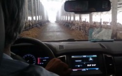 Clip: Trải nghiệm độc đáo, đi ô tô xuyên chuồng bò