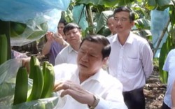 Clip: Chủ tịch Lại Xuân Môn thăm vườn chuối lớn nhất miền Tây
