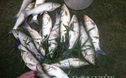 Vỡ “bom thiếc” ở Nghệ An: Chất độc gì mà cá chết hàng loạt?