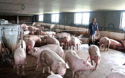 Đem 3 tỷ đồng “đánh cược” nghề nuôi lợn