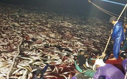 Mẻ cá bè vàng 160 tấn có bị đánh bắt bằng thuốc nổ?
