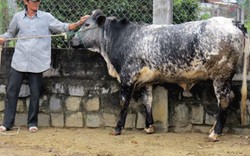 Nuôi bò lai, nông dân Đức Phổ có tiền tiêu... lai rai