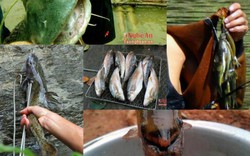 5 loài cá "đặc sản" ở miền Tây Nghệ An