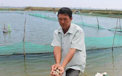 Khánh Hòa: Tôm, cá, ốc... bất ngờ chết hàng loạt