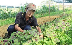 Chuyên gia Nhật "mách nước" nông dân Việt làm nông nghiệp hữu cơ