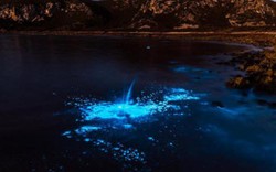 Nước biển phát sáng xanh lè bí ẩn ở Australia