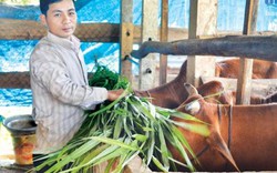 Dùng hai bằng đại học để... làm nông