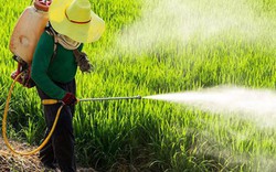 Cơ quan hóa chất châu Âu tái kết luận glyphosate không gây ung thư