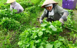 Sẽ có chợ kiểm soát nông sản đầu vào an toàn đầu tiên ở Đồng Nai