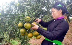 Hà Giang: Xây dựng nông thôn mới với tiêu chí “mềm”