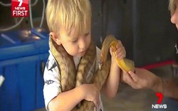 Úc: Bé 2 tuổi chưa biết nói đã biết bắt rắn, vật trăn