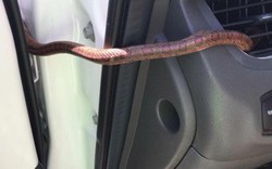 Mỹ: Đang lái xe bỗng thấy rắn chui ra từ điều hòa ô tô