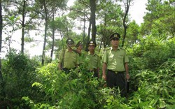 Phải bảo vệ rừng và bảo tồn thiên nhiên cho phát triển