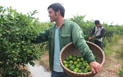Cử nhân ngoại thương về làng trồng chanh 4 mùa, táo ngọt, thu 1 tỷ đồng
