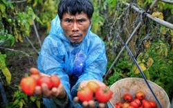 Hưng Yên: Nông dân đắng cay với... rau, quả