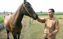 Nơi đàn ông mê ngựa hơn mê... vợ