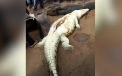 Zimbabwe: Mổ bụng cá sấu phát hiện bé 8 tuổi bên trong