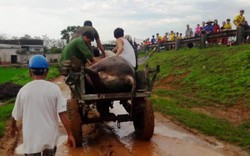 Chăn trâu ngoài đồng, cả người cả trâu bị sét đánh chết