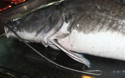 Cá lăng “khủng”, râu dài gần 1m xuất hiện ở Hà Nội