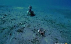 Video: Tốc độ vồ mồi kinh hoàng của bạch tuộc "sát thủ"