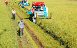 “Cởi trói” hạn điền: Rời bỏ ruộng đất nông dân vẫn có "lương" ổn định