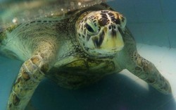 Kết cục của rùa biển Thái Lan nuốt gần nghìn đồng xu