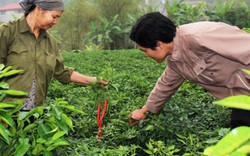 Bắc Ninh: Trồng ớt chỉ thiên lãi đến 8 triệu đồng/sào