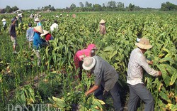 Sài Gòn nhộn nhịp mùa thu hoạch thuốc lào