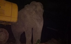 Nửa đêm, voi rừng vào lán thăm “người quen”
