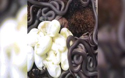 Sởn gai ốc cảnh 14 rắn nâu nhung nhúc chui ra khỏi trứng