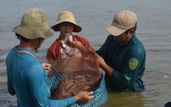 10 tỷ đô cho ngành tôm: Không dễ