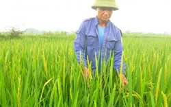 Thực hư thông tin thương lái Trung Quốc thu mua lúa non ở Ninh Bình