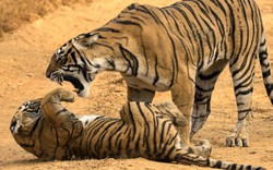 Hổ mẹ Ấn Độ gầm gừ, “mắng” té tát hổ con nghịch bẩn
