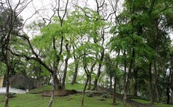 Vườn sưa đỏ bạc tỷ trên núi "triệu đô" ở Hà Nội