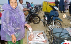 Niềm vui trên chợ cá Cồn Gò