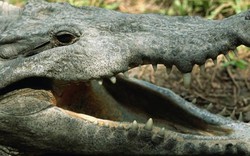 Mexico: Chặt đầu 20 con cá sấu rồi uống cạn máu sống