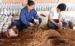 Cách trồng nấm linh chi đỏ theo chuỗi khép kín ở Đồng Nai