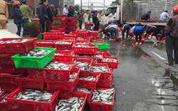 Hàng chục người dân Hà Tĩnh gom 2 tấn cá giúp tài xế bị lật xe