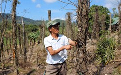 “Hạn” kép, nhiều người trồng  tiêu sắp “tiêu”