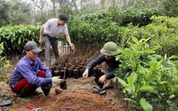 Ươm khát vọng tỷ phú  trên bãi hoang Đa Đa