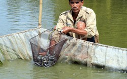 Hết thời cá kèo, bán 3 tấn cá lỗ hơn 50 triệu đồng