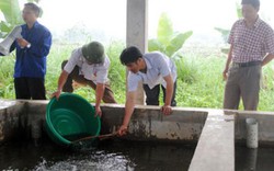 Nông dân xem "bác sĩ" mổ cá, bắt bệnh ngay tại hồ nuôi