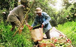 Để cam sành không "sống mòn" trên đất lúa