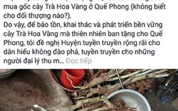 Giám đốc Sở cảnh báo nạn 'chảy máu' gốc chè hoa vàng qua Facebook