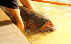 Kinh ngạc cá mú khổng lồ, dài gần 2m "vẫy vùng" ở Sài Gòn